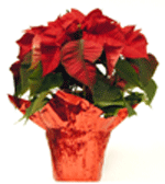 poinsettia
